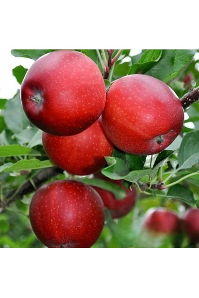 Плоди яблуні ‘Гала Галексі’ на гілці